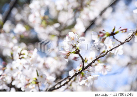 夙川の桜 夙川の桜 137808249