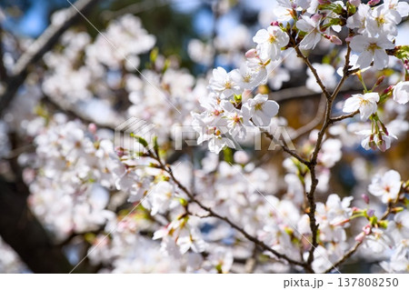夙川の桜 137808250