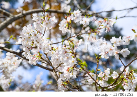 夙川の桜 137808252