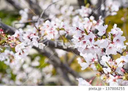 夙川の桜 137808255