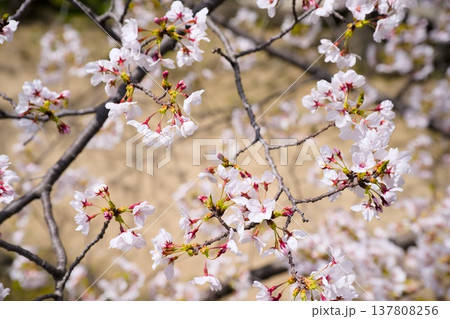 夙川の桜 137808256