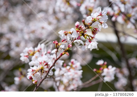 夙川の桜 夙川の桜 137808260