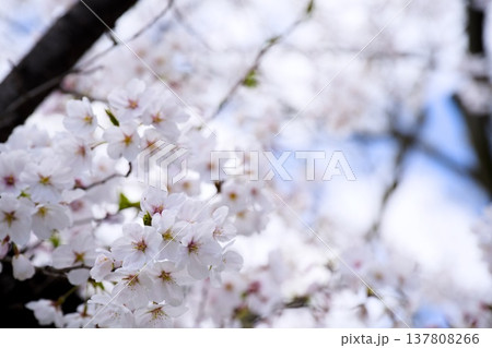 夙川の桜 夙川の桜 137808266