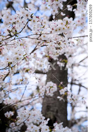 夙川の桜 夙川の桜 137808269