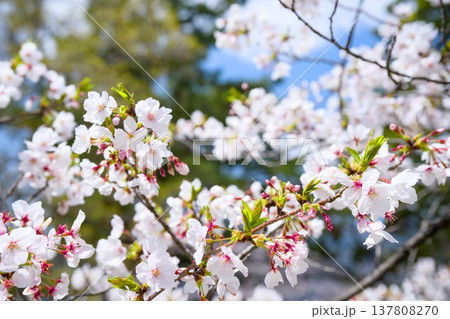 夙川の桜 夙川の桜 137808270