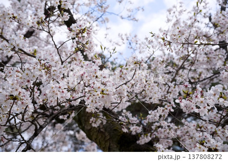 夙川の桜 137808272