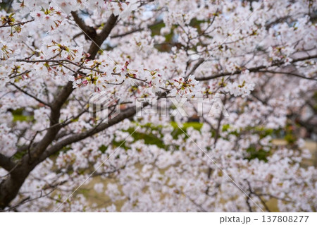 夙川の桜 137808277