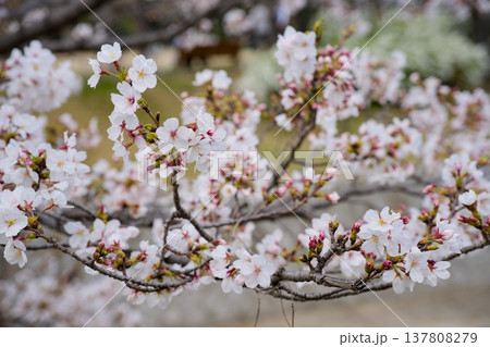 夙川の桜 137808279