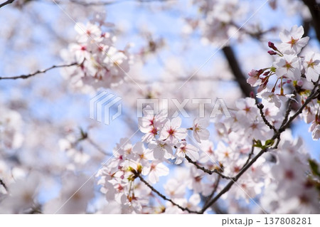 夙川の桜 夙川の桜 137808281