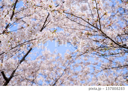 夙川の桜 夙川の桜 137808283
