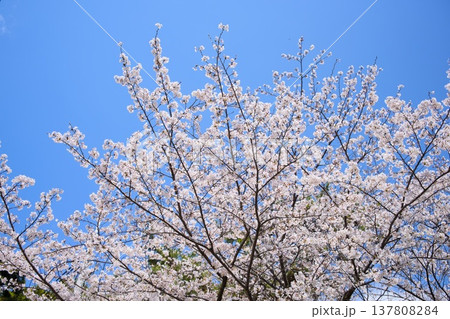 夙川の桜 137808284