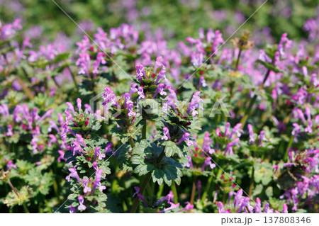 満開のホトケノザ 満開のホトケノザ 137808346