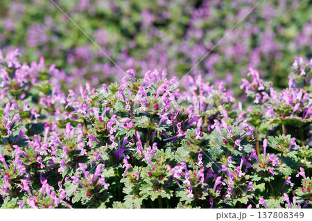 満開のホトケノザ 満開のホトケノザ 137808349