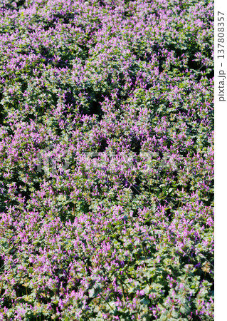 満開のホトケノザ 137808357