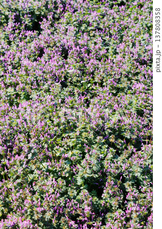 満開のホトケノザ 満開のホトケノザ 137808358