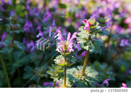 満開のホトケノザ 137808360