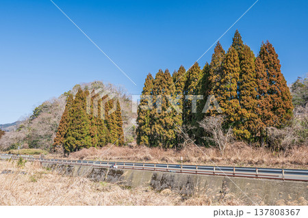 奥琵琶湖の針葉樹林　滋賀県長浜市西浅井町 137808367