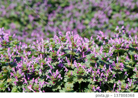 満開のホトケノザ 満開のホトケノザ 137808368
