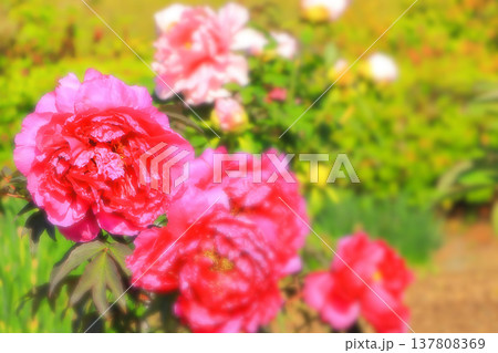 華やかなピンクの牡丹の花 137808369