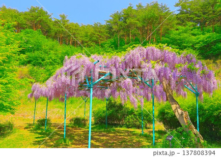快晴の青空と満開の藤の花 快晴の青空と満開の藤の花 137808394