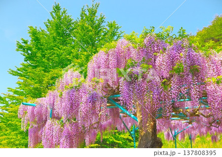 快晴の青空と満開の藤の花 137808395