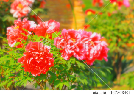 鮮やかな赤い牡丹の花 137808401