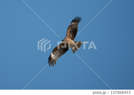空を飛ぶトビ 空を飛ぶトビ 137808453