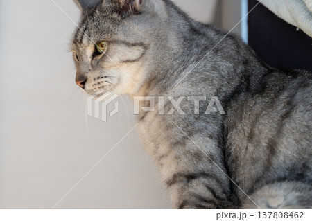 見つめる猫　サバトラ猫 137808462