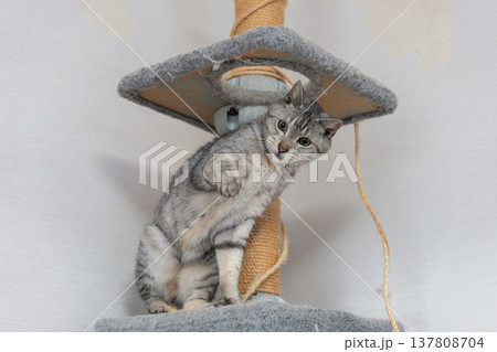 おもちゃで遊ぶ可愛い猫　サバトラ猫 137808704