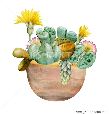 Flowering lithops living stone plants, trailing sedum shoots. Succulents desert garden in terracotta ceramic pot. Illustration hand drawn in watercolor. Urban gardening magazine spreads, stickers Flowering lithops living stone plants, trailing sedum shoots. Succulents desert garden in terracotta ceramic pot. Illustration hand drawn in watercolor. Urban gardening magazine spreads, stickers 137808947