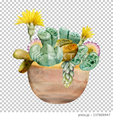 Flowering lithops living stone plants, trailing sedum shoots. Succulents desert garden in terracotta ceramic pot. Illustration hand drawn in watercolor. Urban gardening magazine spreads, stickers Flowering lithops living stone plants, trailing sedum shoots. Succulents desert garden in terracotta ceramic pot. Illustration hand drawn in watercolor. Urban gardening magazine spreads, stickers 137808947
