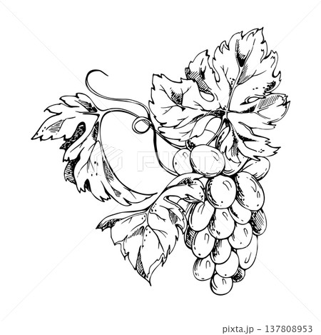 Botanical grapevine with detailed grape bunches, twisting tendrils and textured leaves. Isolated vector illustration hand drawn in ink. Wine menus, branding assets, gourmet packaging, editorial use. Botanical grapevine with detailed grape bunches, twisting tendrils and textured leaves. Isolated vector illustration hand drawn in ink. Wine menus, branding assets, gourmet packaging, editorial use. 137808953