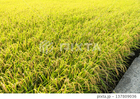 Rice crops are soon to be harvested in the paddy fields of Taiwan. Rice crops are soon to be harvested in the paddy fields of Taiwan. 137809036
