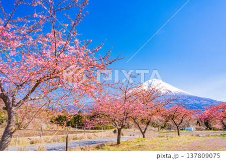 (静岡県)富士宮に咲く河津桜、富士山 (静岡県)富士宮に咲く河津桜、富士山 137809075