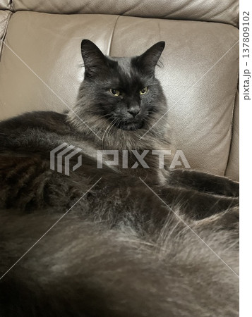 ソファでくつろぐ黒猫 ソファでくつろぐ黒猫 137809102