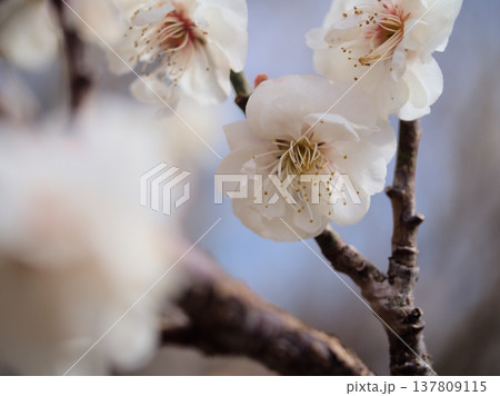 晴れた3月に美しく咲いた白い梅の花「白牡丹（ハクボタン）」 137809115