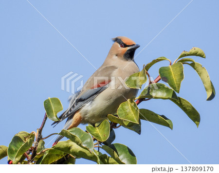 クロガネモチの木の実を食べに来たヒレンジャク 137809170