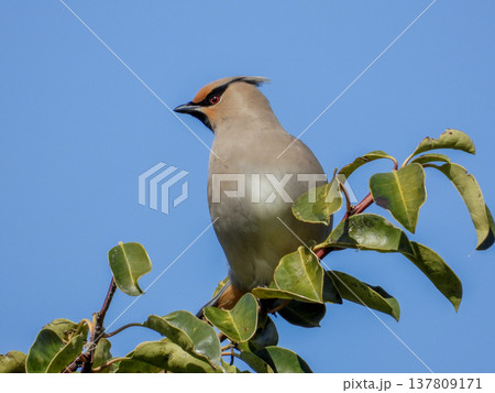 クロガネモチの木の実を食べに来たヒレンジャク 137809171