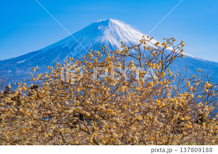 (静岡県)富士宮で咲くミツマタと富士山 (静岡県)富士宮で咲くミツマタと富士山 137809188