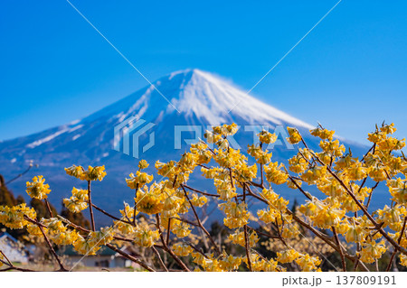 （静岡県）富士宮で咲くミツマタと富士山 137809191