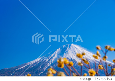 （静岡県）富士宮で咲くミツマタと富士山 137809193