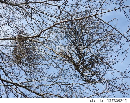 てんぐ巣病に感染した桜の枝（植物の枝や葉が異常に密生する病気） 137809245