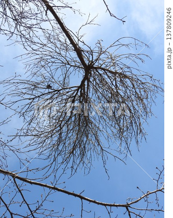 てんぐ巣病に感染した桜の枝（植物の枝や葉が異常に密生する病気） 137809246