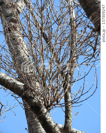 てんぐ巣病に感染した桜の枝(植物の枝や葉が異常に密生する病気) てんぐ巣病に感染した桜の枝(植物の枝や葉が異常に密生する病気) 137809247