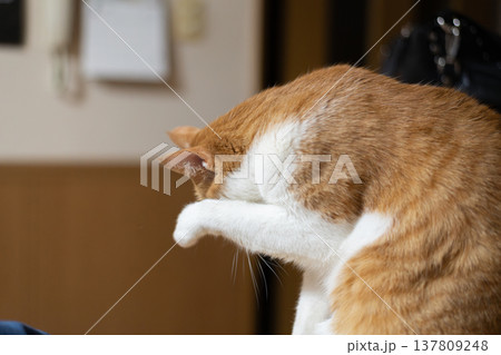毛繕いをする猫 茶トラ白 毛繕いをする猫 茶トラ白 137809248