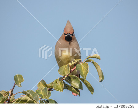 クロガネモチの木の実を食べに来たヒレンジャク 137809259