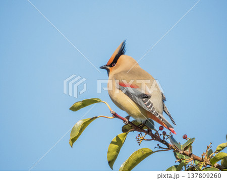 クロガネモチの木の実を食べに来たヒレンジャク 137809260
