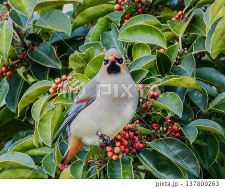 クロガネモチの木の実を食べに来たヒレンジャク 137809263