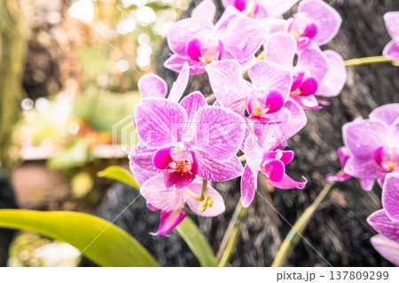 蘭 ラン 洋ラン 137809299