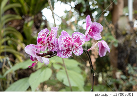 蘭 ラン 洋ラン 137809301